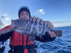 マハタの釣果