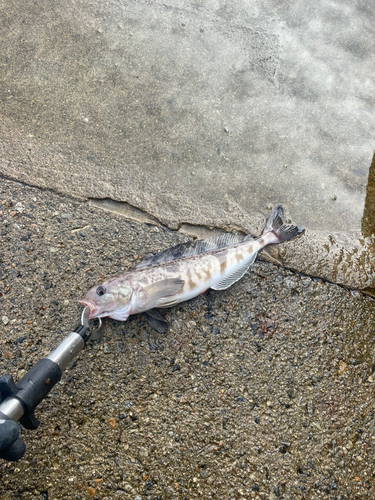 ホッケの釣果