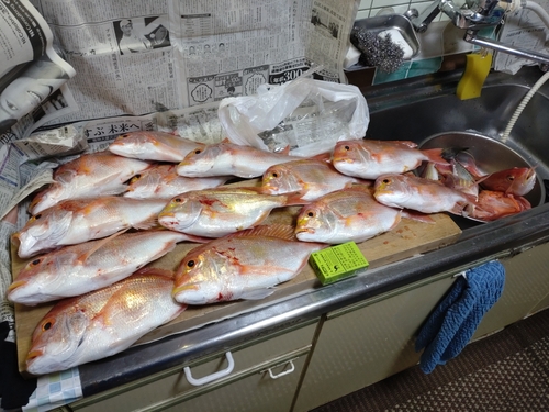 レンコダイの釣果