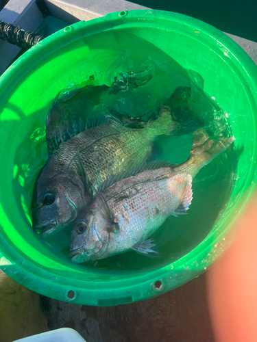 クロダイの釣果