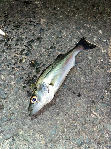 セイゴ（マルスズキ）の釣果