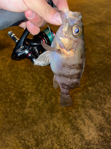 クロメバルの釣果