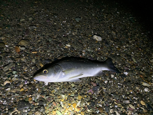 スズキの釣果