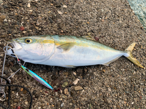 ヤズの釣果