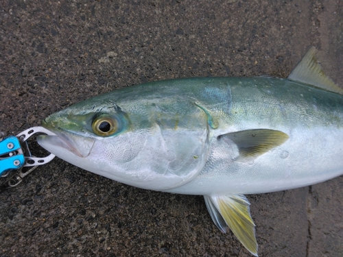 ワラサの釣果