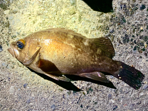 エゾメバルの釣果