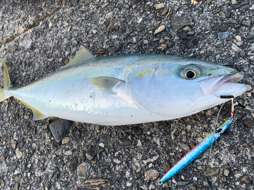 ヤズの釣果