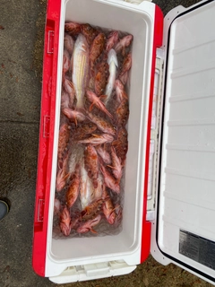 イトヨリダイの釣果