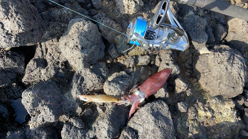 マメイカの釣果