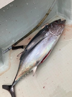 ビンチョウマグロの釣果