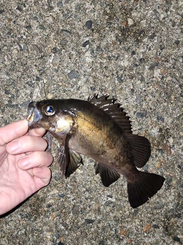 メバルの釣果