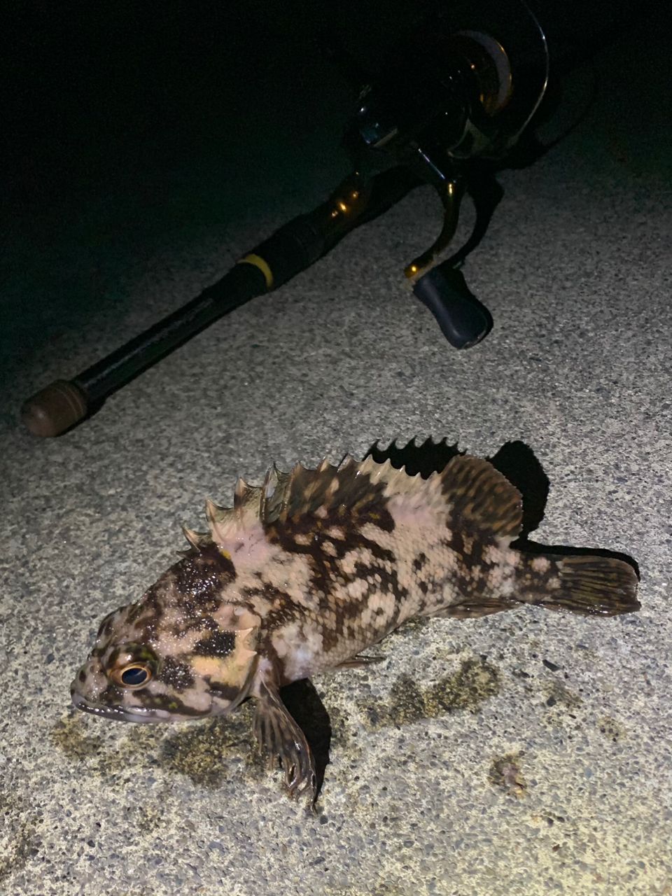 オウゴンムラソイ