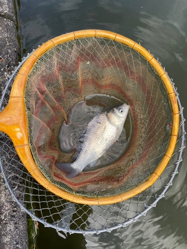 ヘラブナの釣果