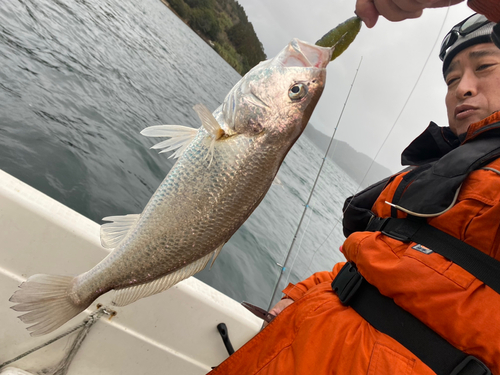 シログチの釣果