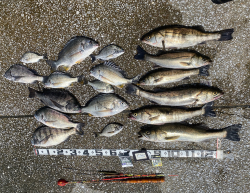 チヌの釣果