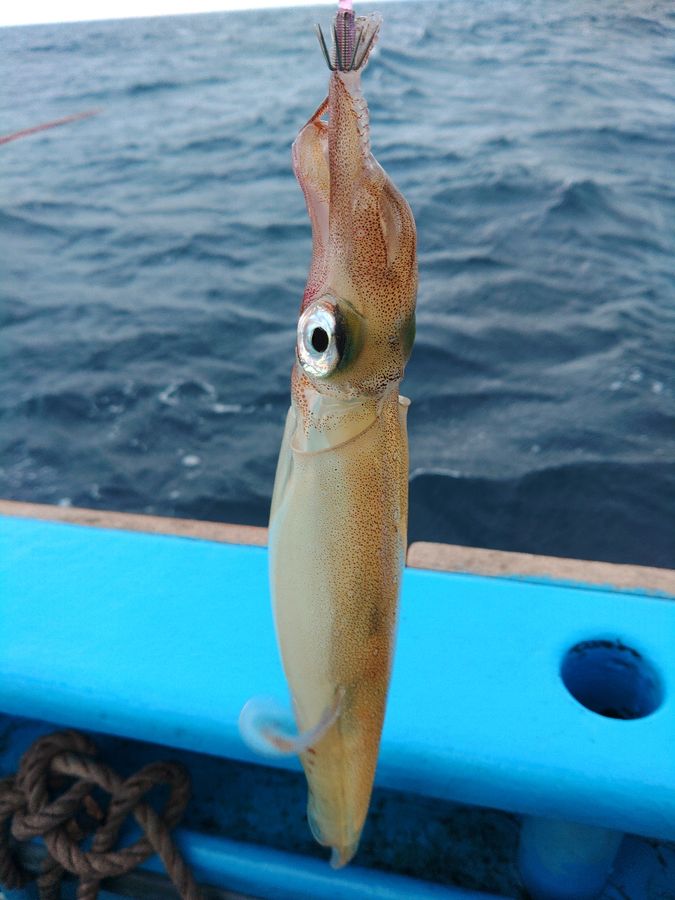 きゅーちゃんさんの釣果 1枚目の画像