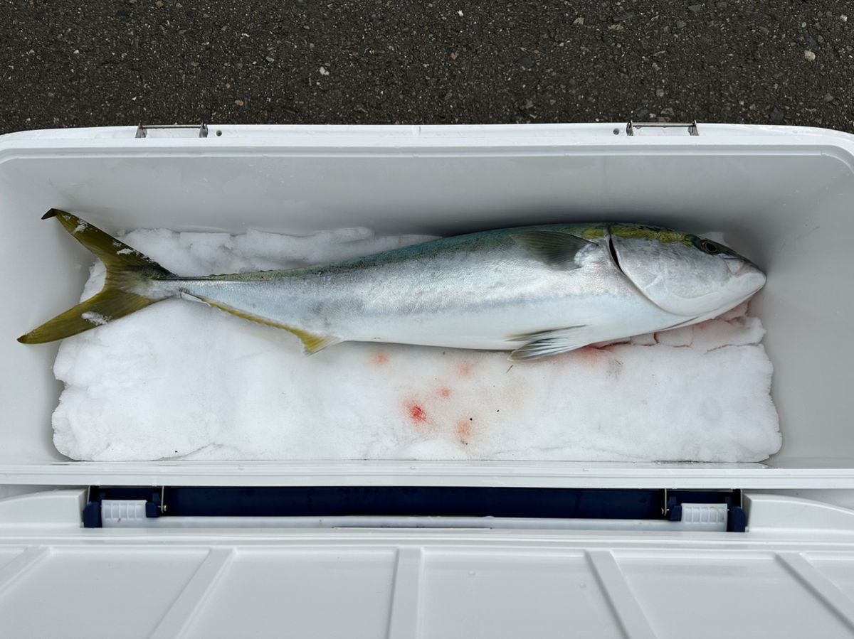 ホクロさんの釣果 1枚目の画像