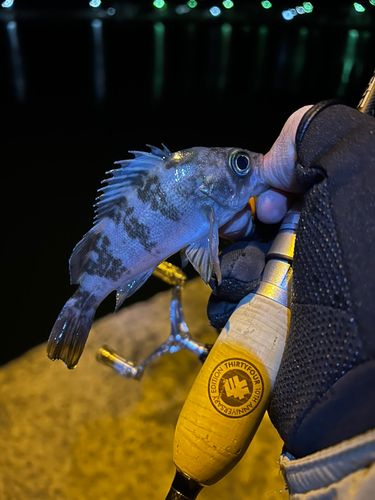 メバルの釣果