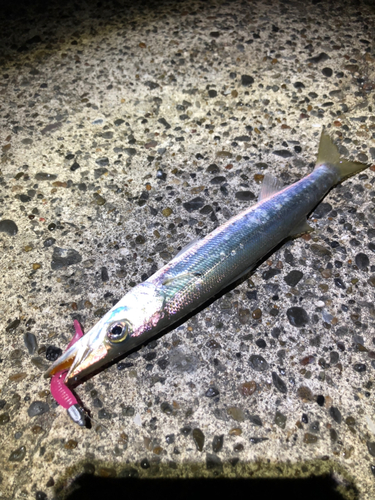 カマスの釣果