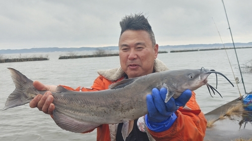 アメリカナマズの釣果