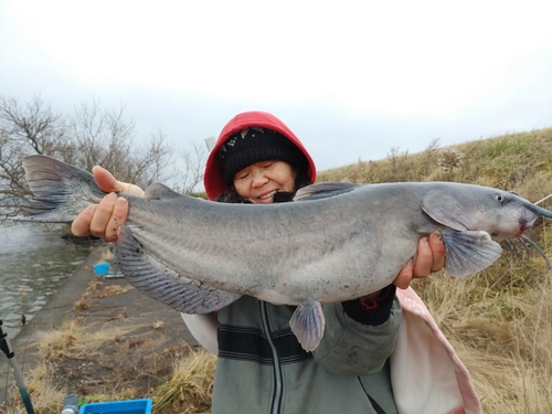 アメリカナマズの釣果