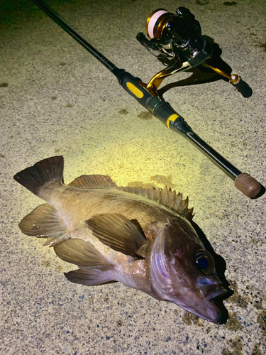 シロメバルの釣果