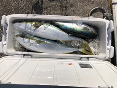 ブリの釣果