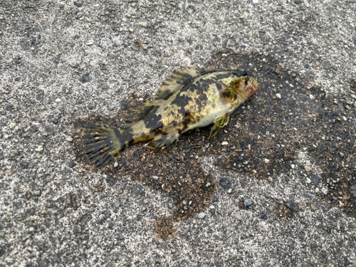 タケノコメバルの釣果