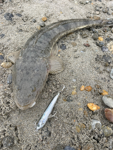 マゴチの釣果