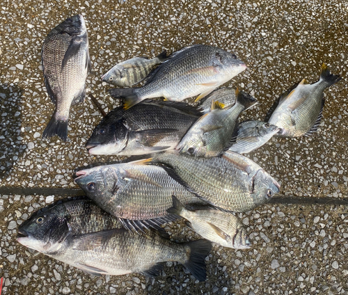 チヌの釣果