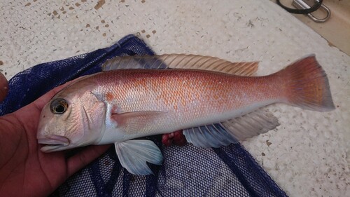 シロアマダイの釣果