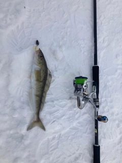 ホッケの釣果