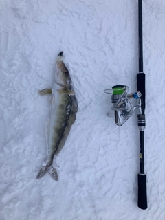 ホッケの釣果