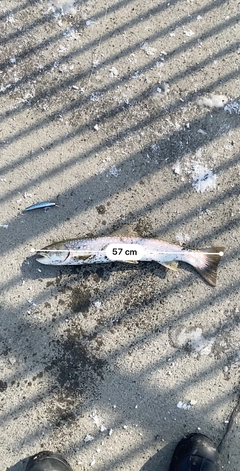 アメマスの釣果