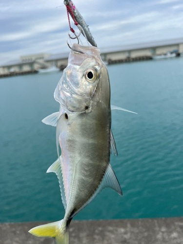 ガーラの釣果