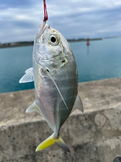 ガーラの釣果