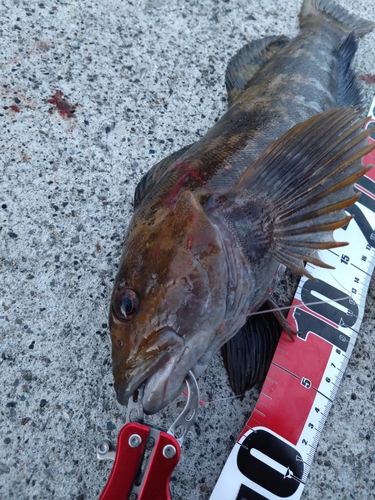 アイナメの釣果