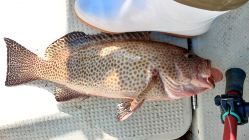 オオモンハタの釣果