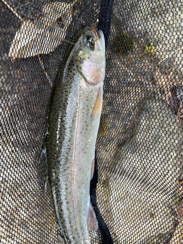 ニジマスの釣果