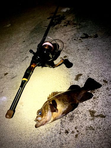 シロメバルの釣果