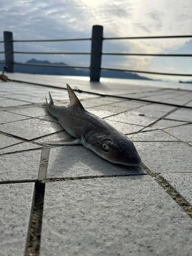 ホシザメの釣果