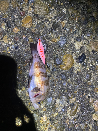 クロメバルの釣果