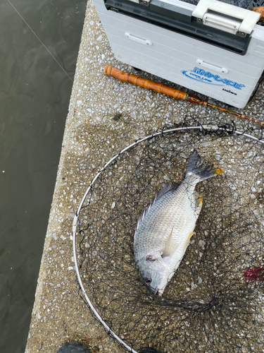 キビレの釣果