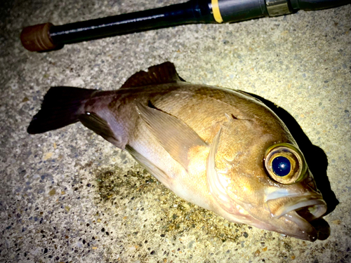 シロメバルの釣果