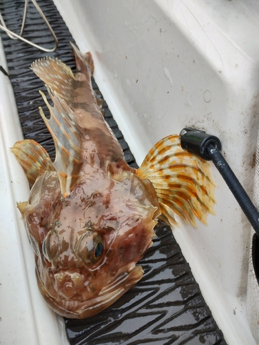 ニジカジカの釣果