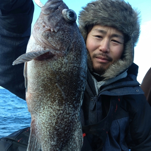 マゾイの釣果