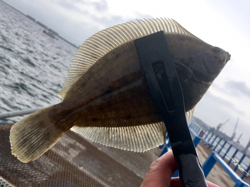 カレイの釣果