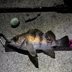 シロメバルの釣果