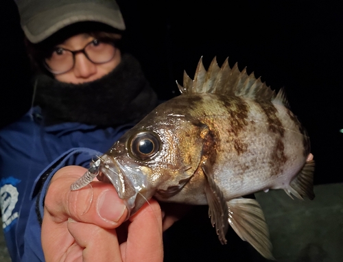 シロメバルの釣果