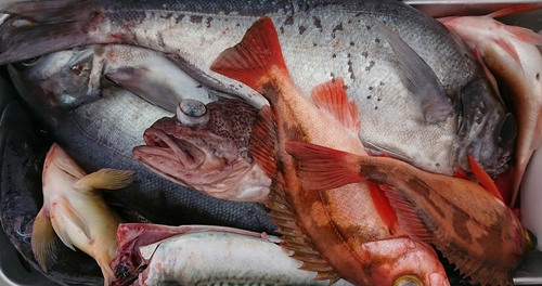 メダイの釣果